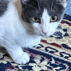 Meet your Posher, Dexter